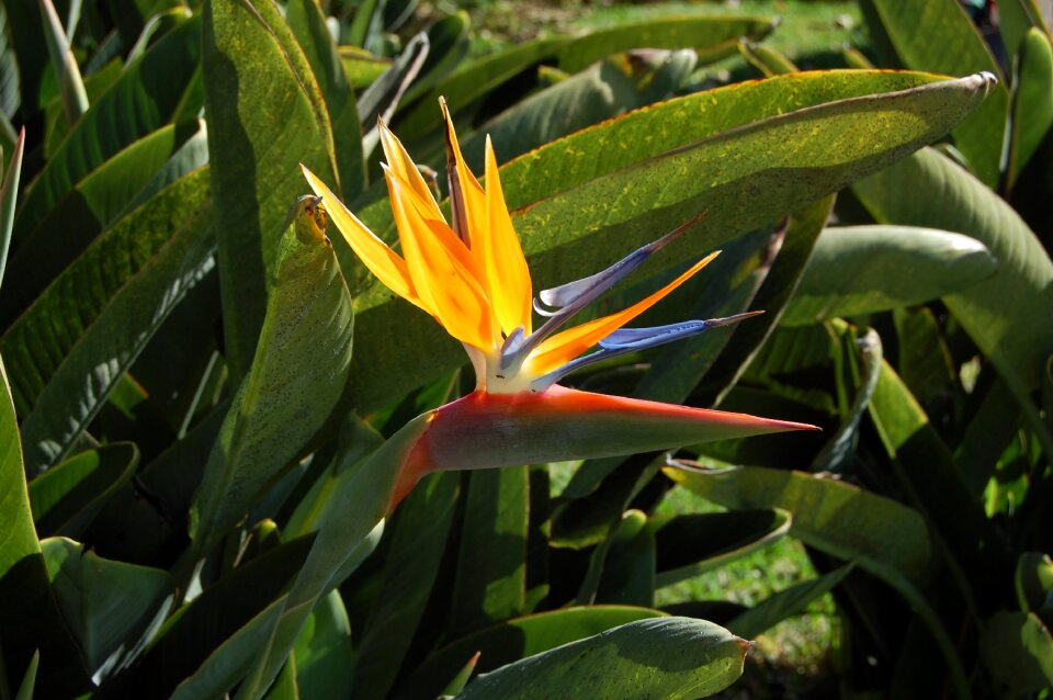 Flora nature flower