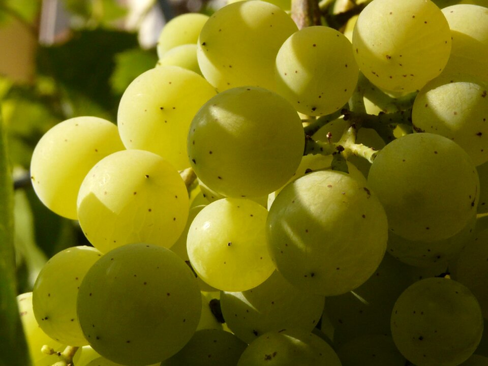 Grapevine grape balls