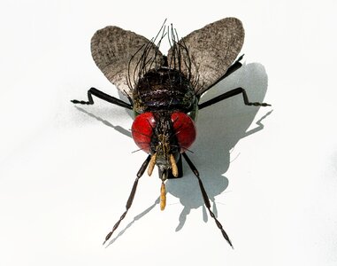 Insect ceramic art