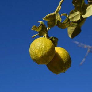 Fruit wet yellow photo