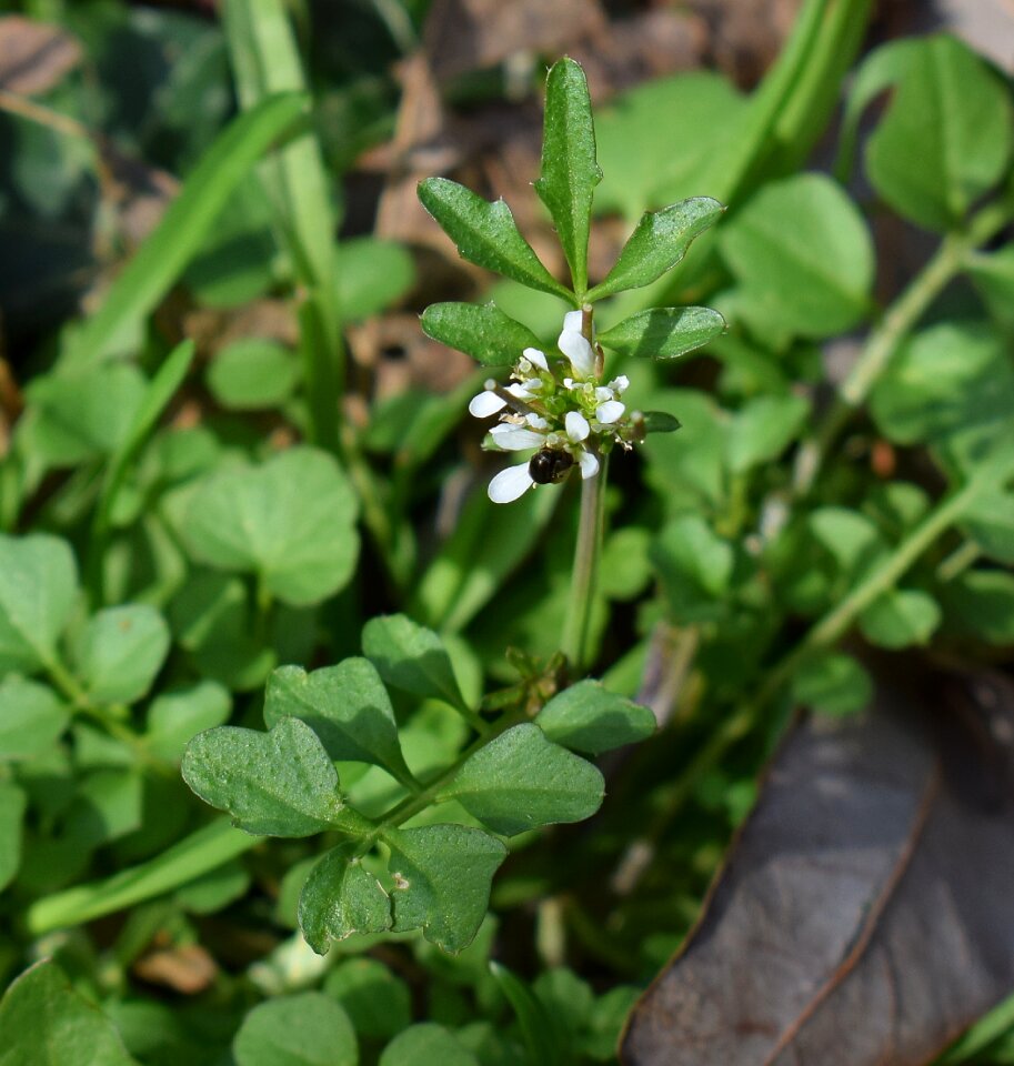 Blossom bloom wildflower