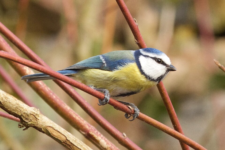 Nature animal beautiful