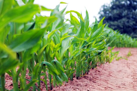 Dirt farm field