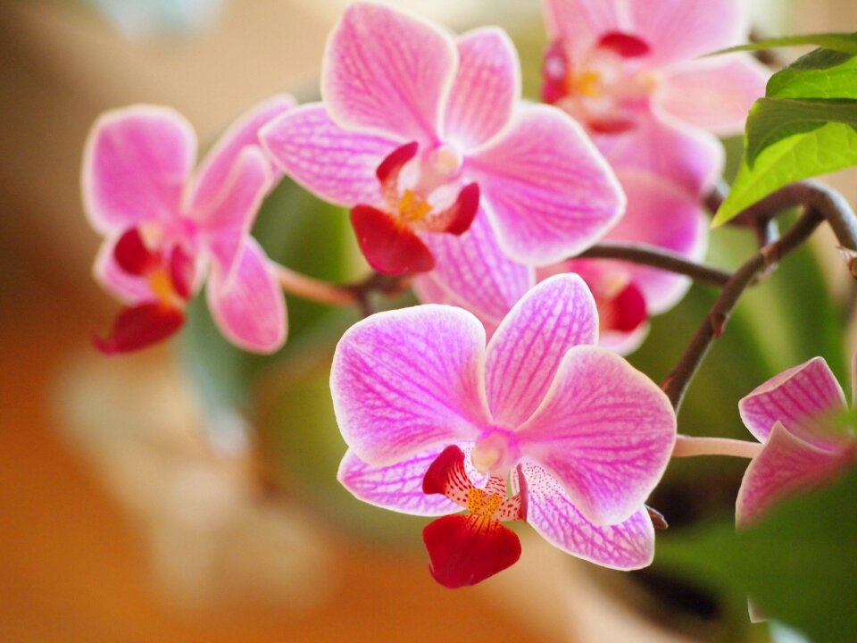 Blossom nature garden