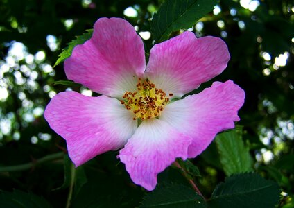 Brian lace roses nature