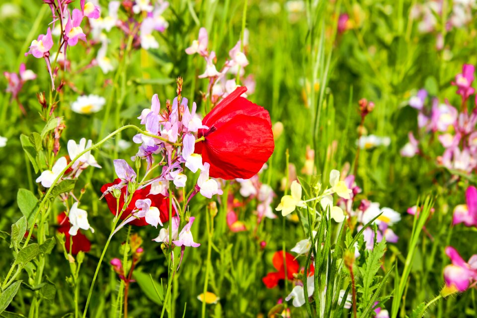 Spring meadow spring awakening wild flowers photo