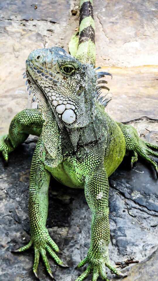 Nature creature zoology