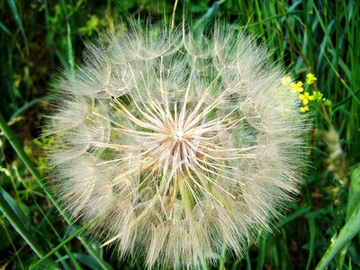 Core flower save shaded flower seeds nature