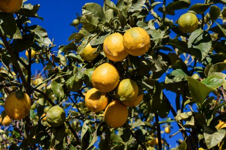Fruit winter yellow