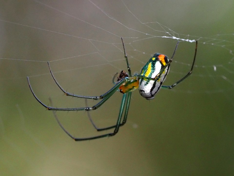 Mabel Orchard Orbweaver (Leucauge argyrobapta)