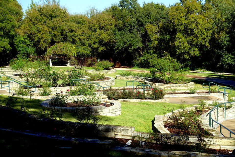 Mabel Davis Rose Garden - Zilker Botanical Garden - Austin, Texas - DSC08873