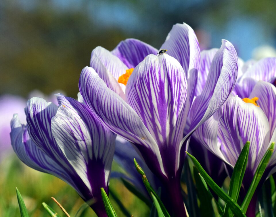 Spring flower purple
