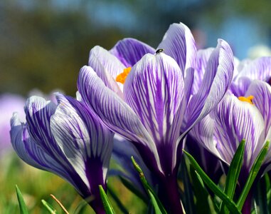 Spring flower purple photo