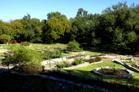 Mabel Davis Rose Garden - Zilker Botanical Garden - Austin, Texas - DSC08863