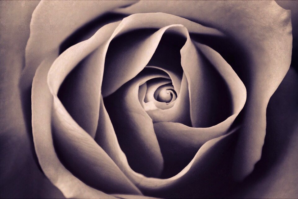 Bloom blooming close-up