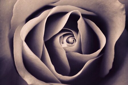 Bloom blooming close-up