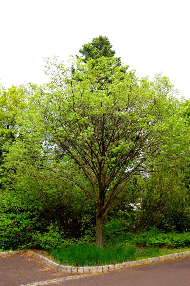 Maackia amurensis 'Starburst' - Morris Arboretum - DSC00542