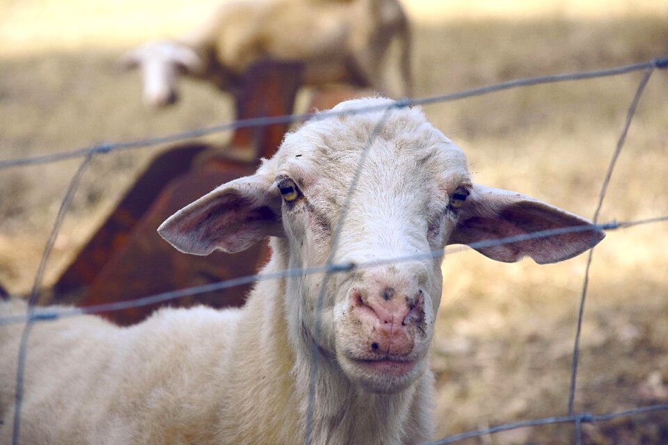 Goat grass outdoors
