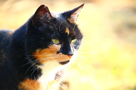 Mieze cat face pet