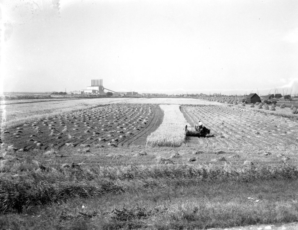 Maaien korenveld IJpolder, Amsterdam, Bestanddeelnr 907-2751