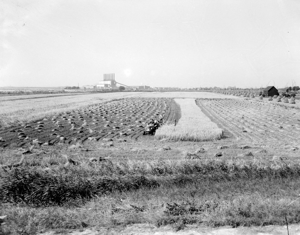 Maaien korenveld IJpolder, Amsterdam, Bestanddeelnr 907-2750