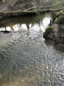 Mündung der Fischach in die Bühler bei Kottspiel