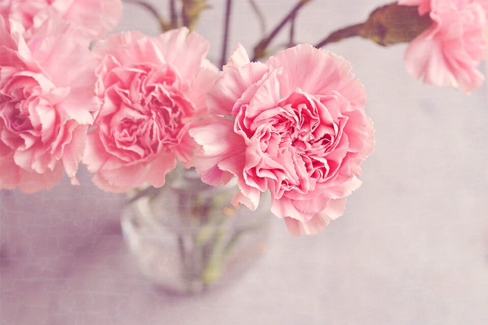 Pink tender beautiful