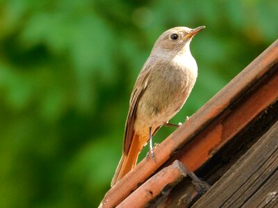 Little bird wild bird female