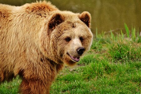 Wild animal animal dangerous