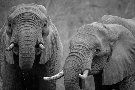 Animals elephants gray elephant