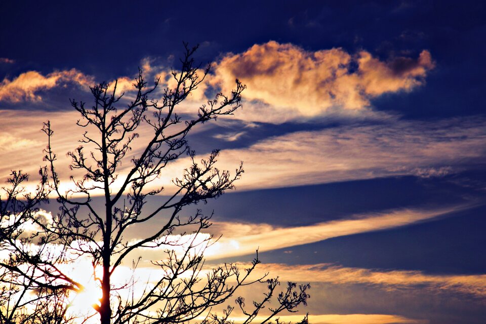 Blue tree silhouette
