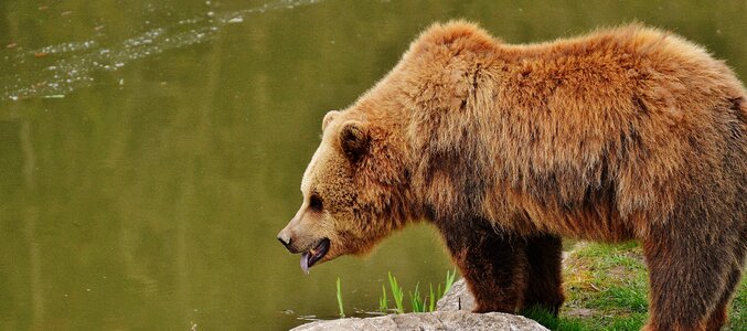 Wild animal animal dangerous