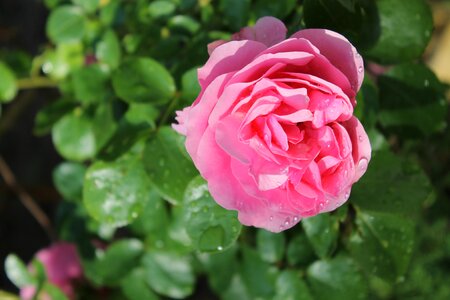 Red rose nature garden photo