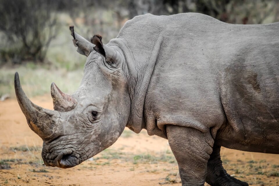 Wildlife rhino rhinoceros
