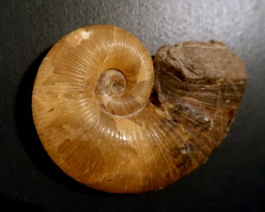 Lytoceras siemensi - Naturhistorisches Museum, Braunschweig, Germany - DSC05176