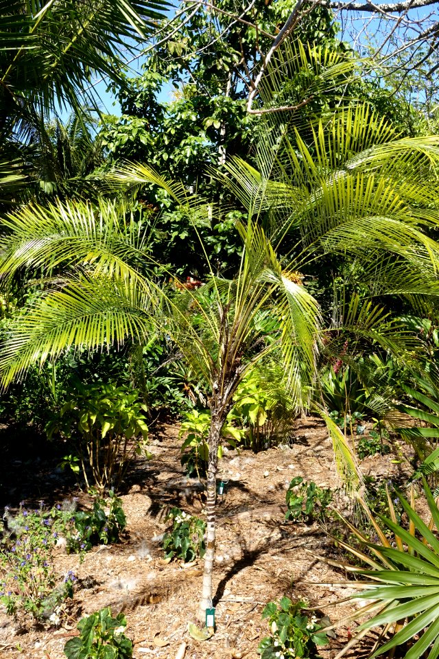 Lytocaryum weddellianum - Naples Botanical Garden - Naples, Florida - DSC09735
