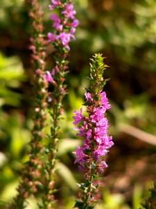 Lythrum salicaria, 2014-09-15, O’Hara Twp, 01