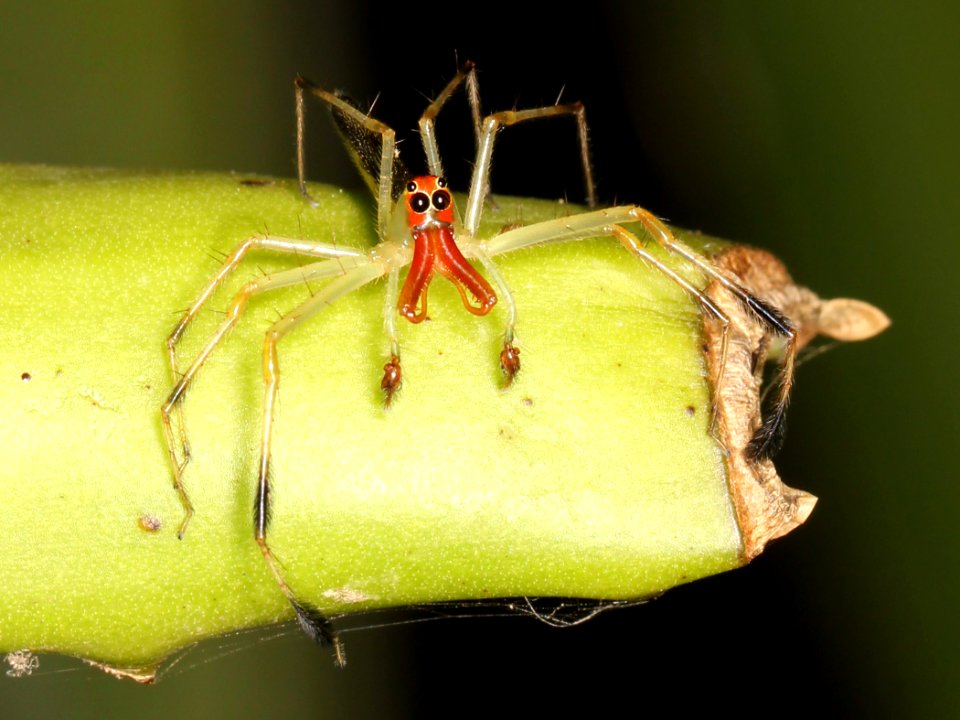 Lyssomanes sp male Belize 04