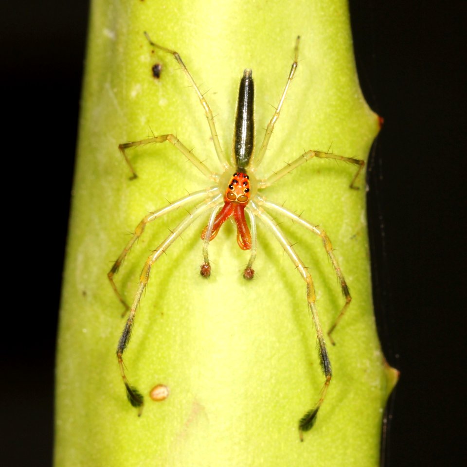 Lyssomanes sp male Belize 02