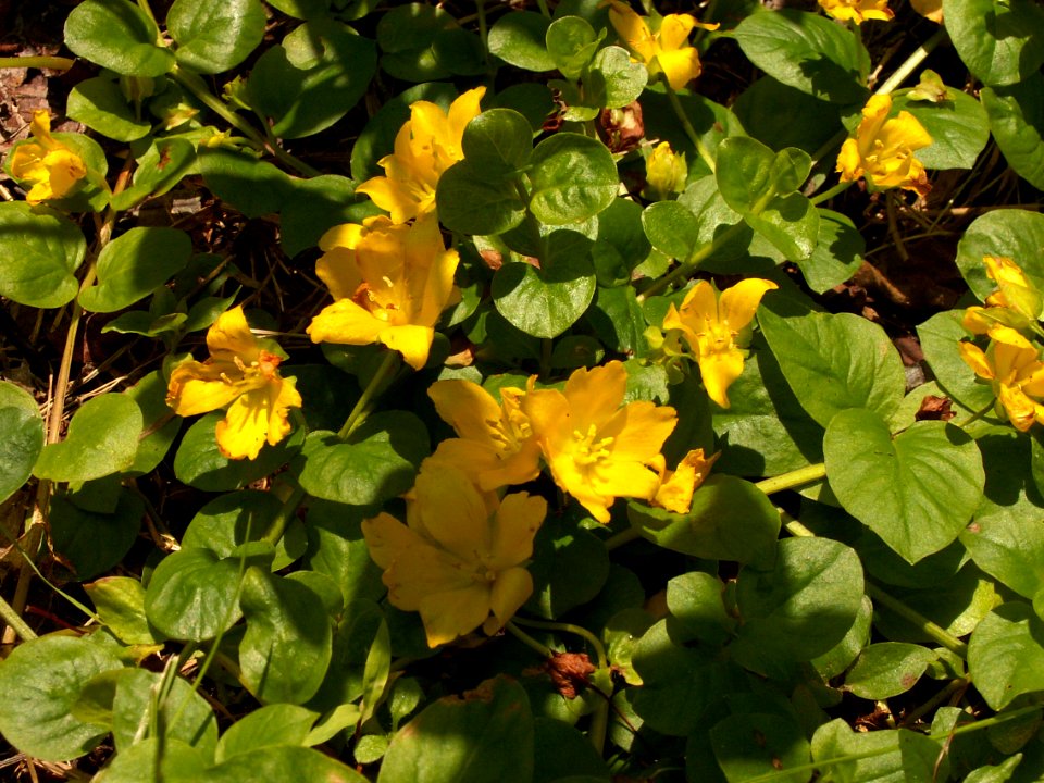 Lysimachia nummularia, 2015-06-10, Fox Chapel, 01