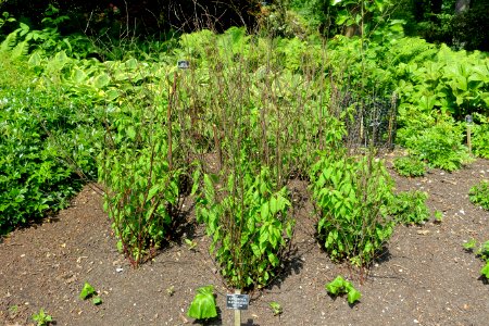 Lysimachia clethroides - Savill Garden - Windsor Great Park, England - DSC06458