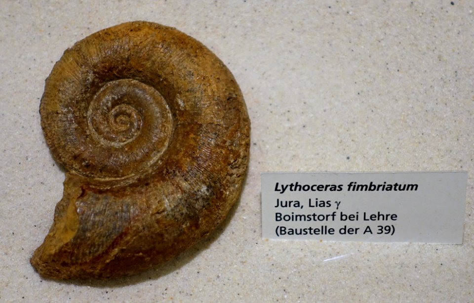 Lytoceras fimbriatum - Naturhistorisches Museum, Braunschweig, Germany - DSC05250