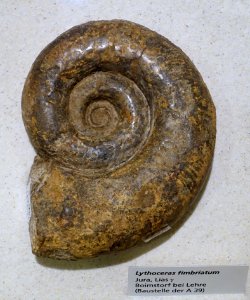 Lytoceras fimbriatum - Naturhistorisches Museum, Braunschweig, Germany - DSC05248