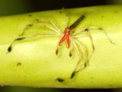 Lyssomanes sp male Belize 05