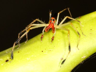 Lyssomanes sp male Belize 03