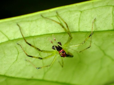 Lyssomanes antillanus male 03