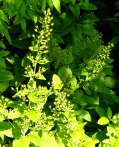Lysimachia lichiangensis - Botanischer Garten, Frankfurt am Main - DSC03287
