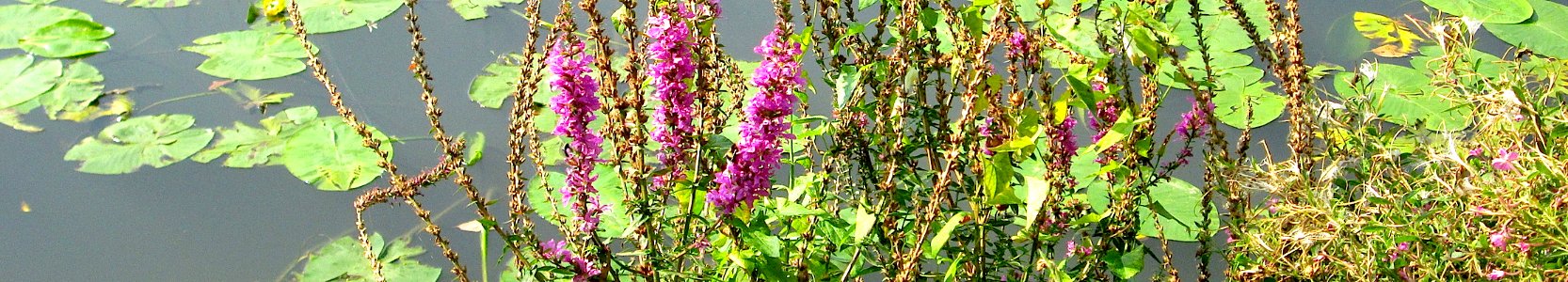 Lythrum salicaria. Reader-2