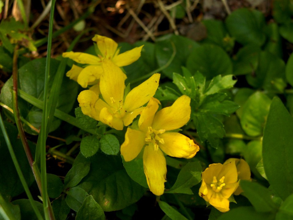 Lysimachia nummularia, 2015-06-10, Fox Chapel, 02