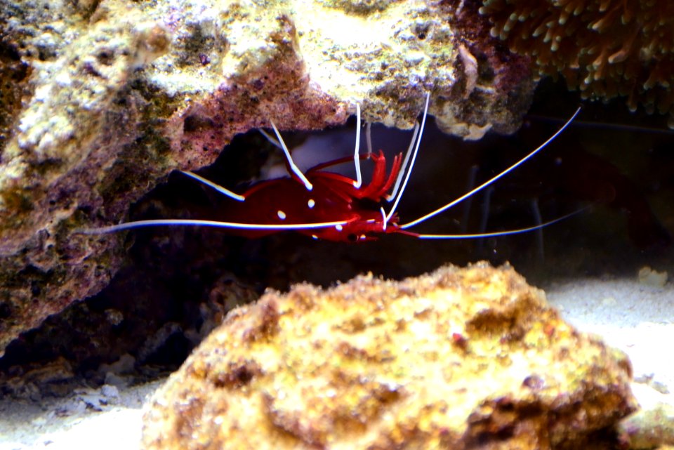 Lysmata debelius Vivarium Tournai 27122015